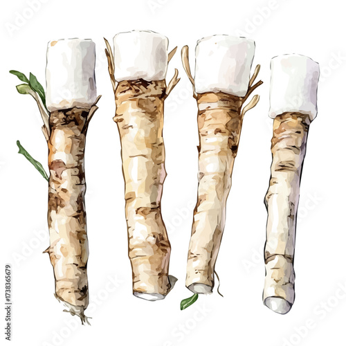 A high-quality watercolor illustration of the marshmallow root, with fine brush details, painting set in watercolor style, plant set, EPS format, hand-drawn, and isolated on a white background