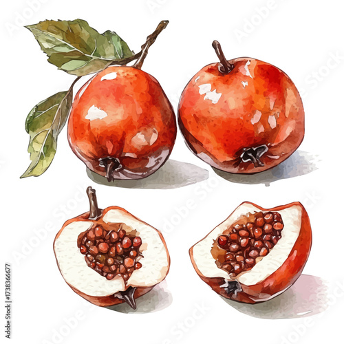 A Watercolor painting of medlar fruit, delicately hand-painted with artistic brush strokes, minimal layout, white background, vector EPS. vector illustration