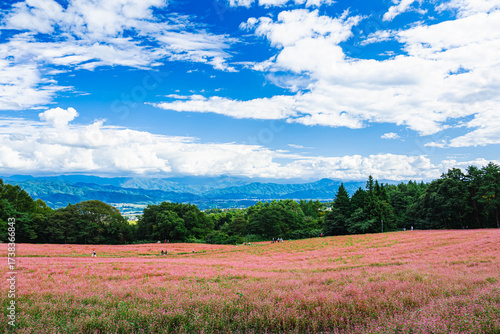 赤そばの里　箕輪町