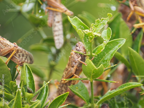 Heuschrecken