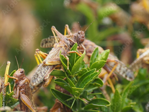 Heuschrecken Plage