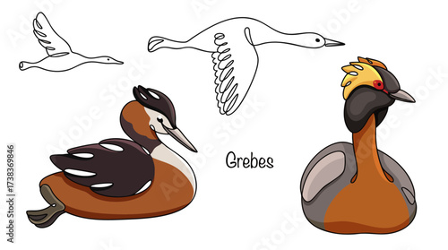 Grebes. Podiceps