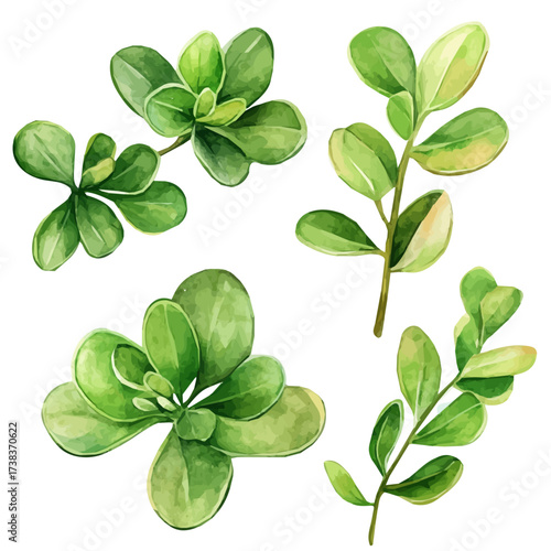 A Watercolor painting of purslane leaves, delicately hand-painted with artistic brush strokes, minimal layout, white background, vector EPS. vector illustration