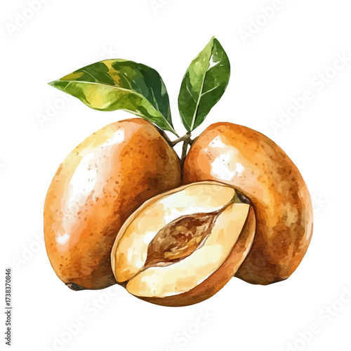 A high-quality watercolor illustration of a sapodilla fruit, with fine brush details, painting set in watercolor style, plant set, EPS format, hand-drawn and isolated on a white background