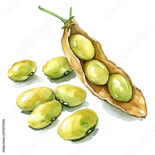 A high-quality watercolor illustration of a soybean fruit, with fine brush details, painting set in watercolor style, plant set, EPS format, hand-drawn and isolated on a white background