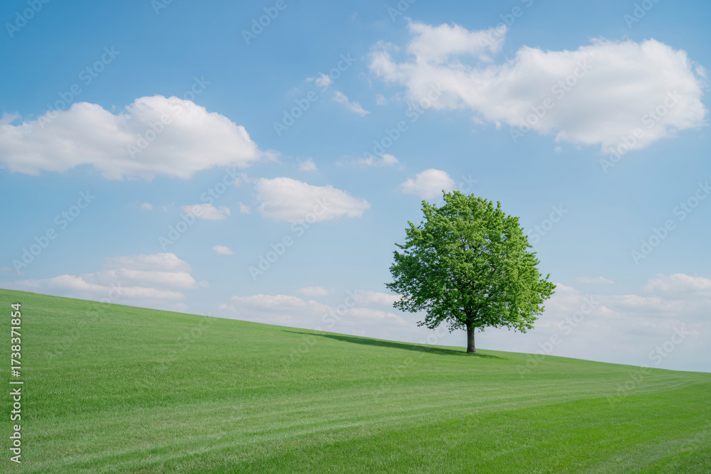 Obraz premium A lone tree stands proudly on a vibrant green hill under a bright blue sky with fluffy white clouds