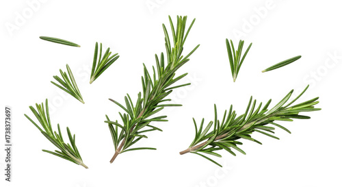 Isolated Rosemary sprigs, herbs, fresh green aromatic plant, culinary flavor enhancer