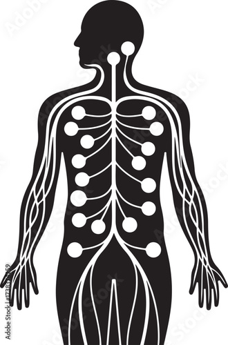 Human nervous system diagram silhouette medical anatomy scientific health science biology neurology concept