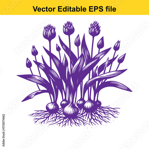 Vector art of purple allium flowers and bulbs with roots