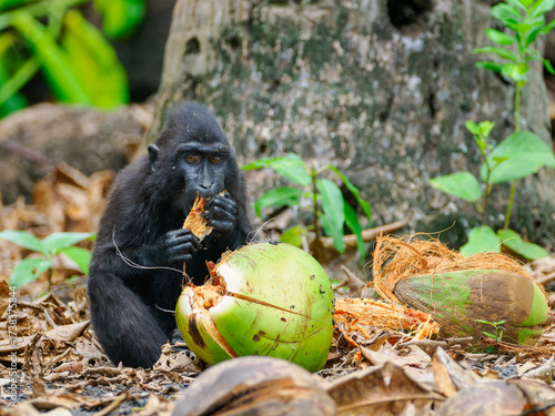 Tablou pe pânză Junger Schopfmakak frisst an einer Kokosnuss