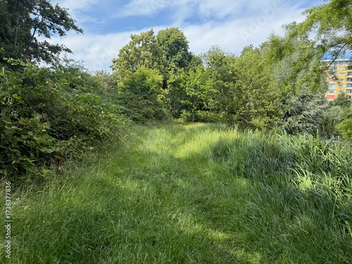 Beautiful trees and grass growing in park at summer