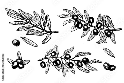 Hand drawn olive branch with leaves and fruits, vintage botanical illustration isolated on white background. Olive sketch with branch, leaf and fruit, outline vector. Engraved olive branches collectio