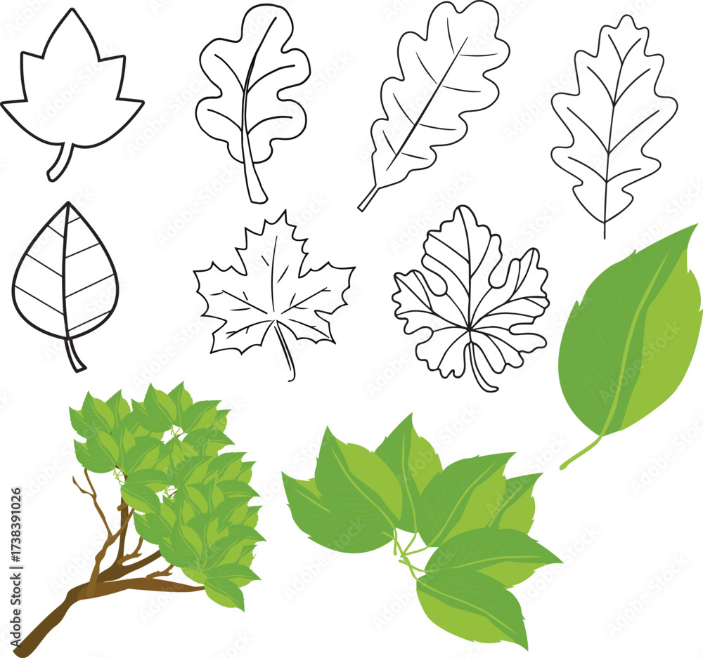 Fototapeta premium Set of green leaf icons. Leaves of trees and plants. Leaves icon. Collection green leaf. Elements design for natural, eco, bio, vegan labels. Vector illustration