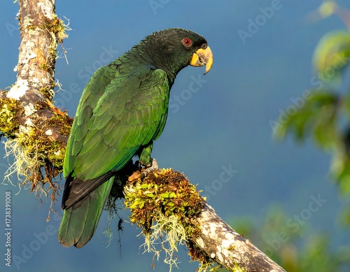 Parrot perched on a branch (1)