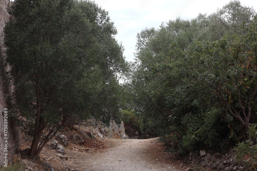 Fototapeta premium Beautiful trees with green leaves growing alongside empty pathway