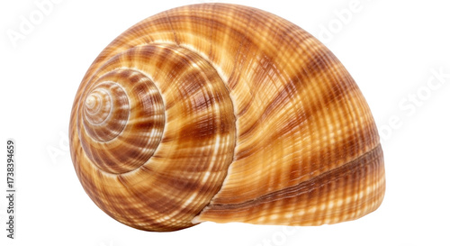Isolated Seashell with Swirl Pattern and Natural Tan Color; A Spiral-shaped Aquatic Souvenir