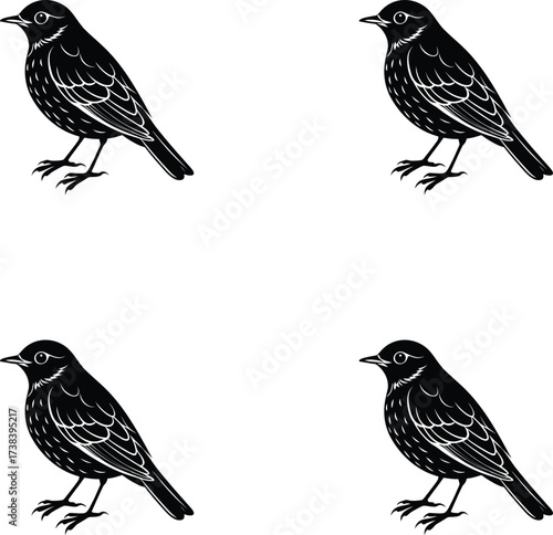 Silhouettes American robin. Premium vector illustration American robin set. 