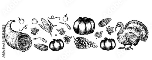 Thanksgiving day with turkey elements set. Hand drawn vector sketch of turkey bird, grape leaves, pumpkin, apple and corn. Vintage holiday illustration isolated on white background in linear style.