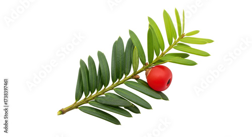 Fotografía Isolated yew branch with green leaves and red berry, a decorative Christmas gree