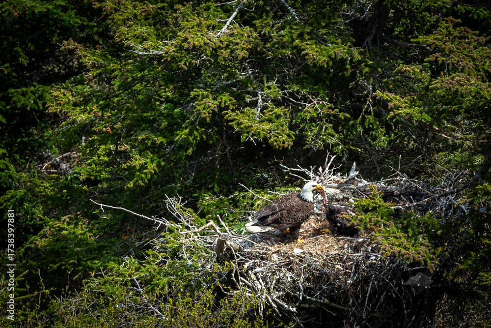 Obraz premium A bald eagle feeds its eaglet in a nest high in a tree.