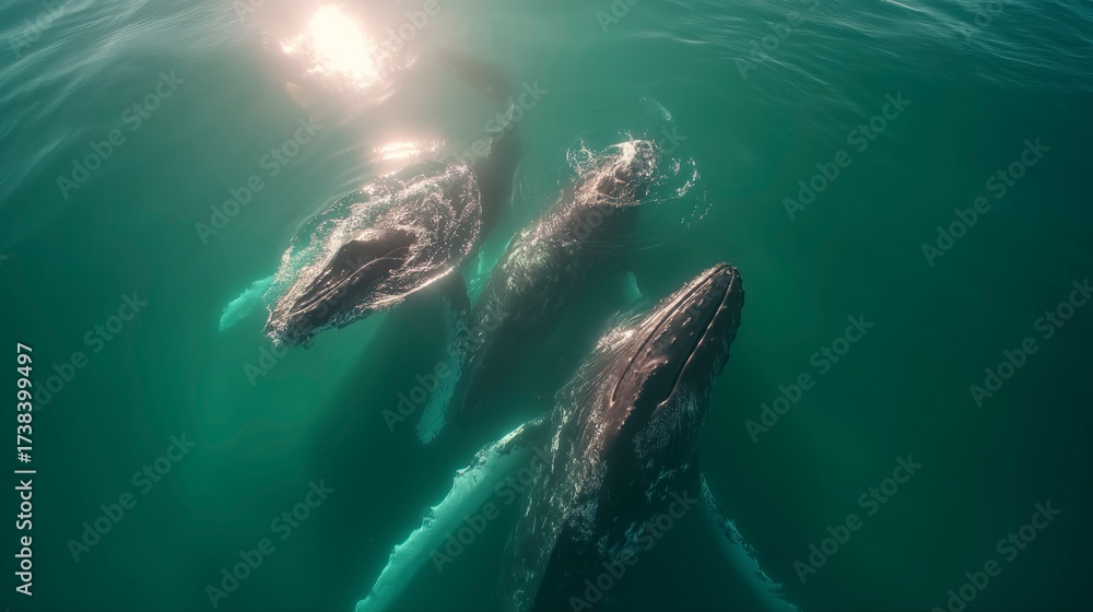 Naklejka premium Humpback whales swim gracefully in clear ocean water near coastal region during a sunny afternoon