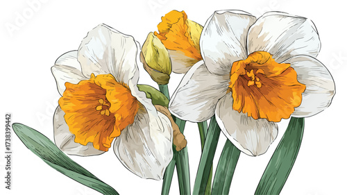 Elegant Daffodil Vector Design for Stock Use
