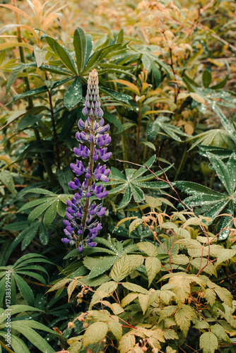 Purple Lupine in Acadia National Park, Maine