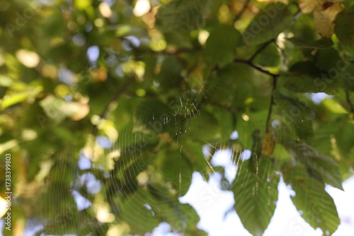 Empty cobweb on tree outdoors, closeup view