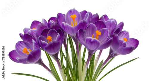 Foto Isolated Bunch of Purple Crocus Flowers Spring Blooms Floral Arrangement with Or