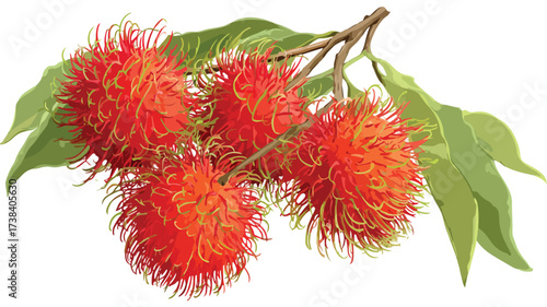 Vibrant Rambutan Fruit Vector Design - Art Image
