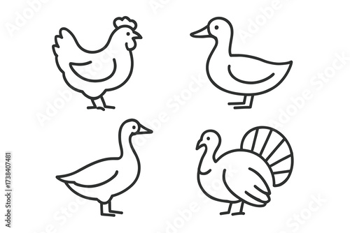 Outline drawing of farm birds: chicken, duck, goose, and turkey