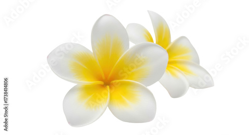 Isolated two fresh frangipani flowers, tropical plumeria blossoms, aromatherapy spa blooms