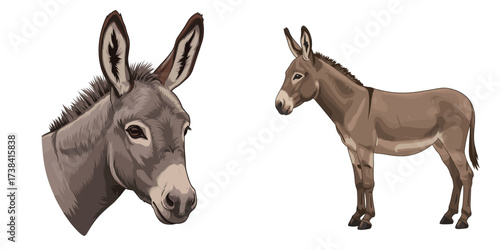 Donkey head and full body illustration in a natural style,  set 