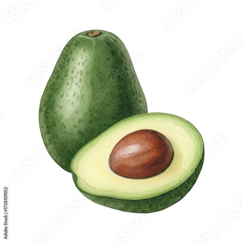 Watercolor Illustration of Whole and Halved Avocado