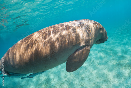 Close encounter with dugong or sea cow during snorkeling at Mursa Mubarak