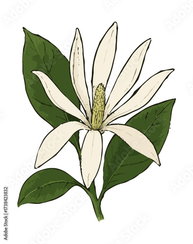 Magnolia × alba illustration