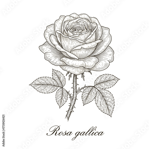 Rosa gallica engraved illustration black and white