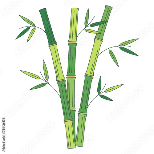 bamboo illustration