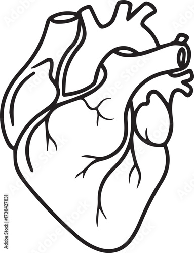 Bold graphic illustration of a human heart, perfect for medical designs, educational materials, or health awareness campaigns, conveying vitality and life