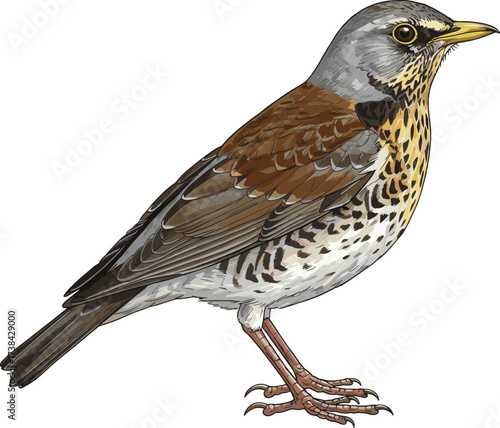 Realistic Fieldfare bird illustration, side profile view, speckled plumage, yellow beak, educational wildlife drawing, vector animal, white background