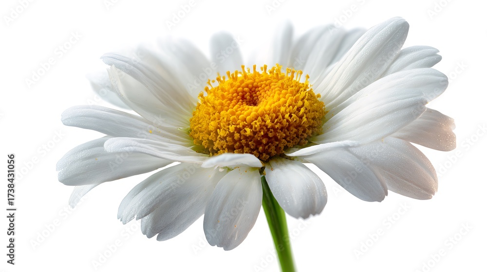 Naklejka premium chamomile flowers white background