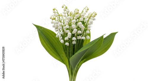 Slika na platnu Isolated lily of the valley bouquet, delicate, natural floral arrangement for Ma