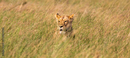 Lioness hunting in the high grass, Serengeti National Park