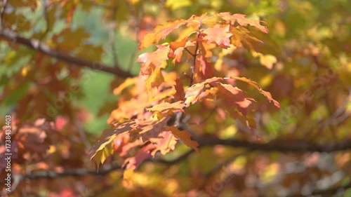A scenic autumn leaves in the park with colorful fall foliage.  beautiful autumn nature in the forest. Vibrant color Maple Leaves in Autumn Falling from trees.
