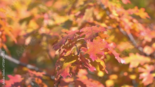 A scenic autumn leaves in the park with colorful fall foliage.  beautiful autumn nature in the forest. Vibrant color Maple Leaves in Autumn Falling from trees.
