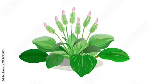 Explore broadleaf plantain benefits uses and identification guide for herbal remedies and nature study