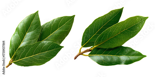Fresh green bay leaves on a black background, aromatic herb for culinary use and flavoring food, ingredient for cooking