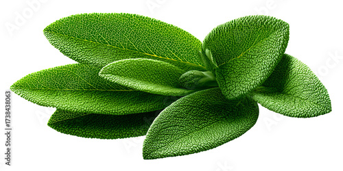 Fresh Green Sage Leaves CloseUp on Black Background, Aromatic Herb for Culinary Use and Herbal Medicine Concept of healthy eating, cooking, and alternative medicine