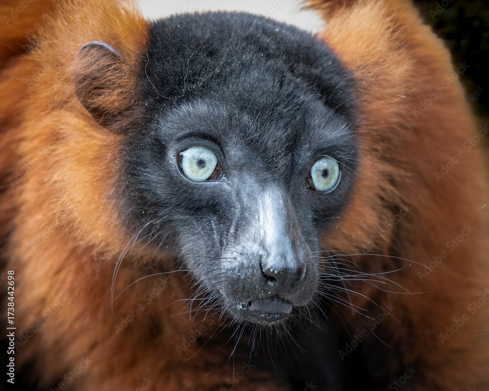 Obraz premium Red Ruffed Lemur Close up Portrait