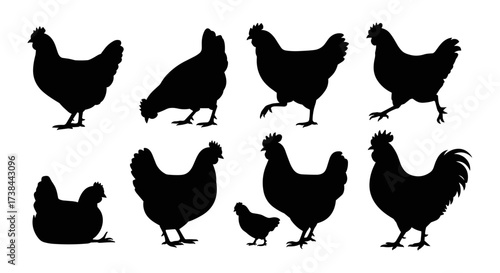 Hen Silhouette Set Collection Vector Illustration